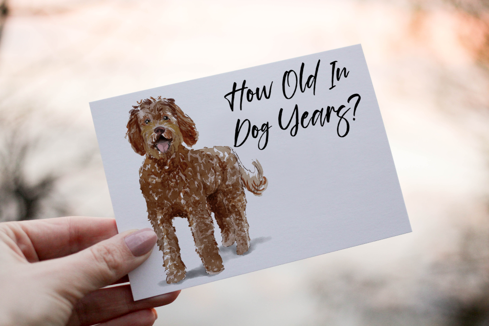 Labradoodle Dog Birthday Card, Dog Birthday Card